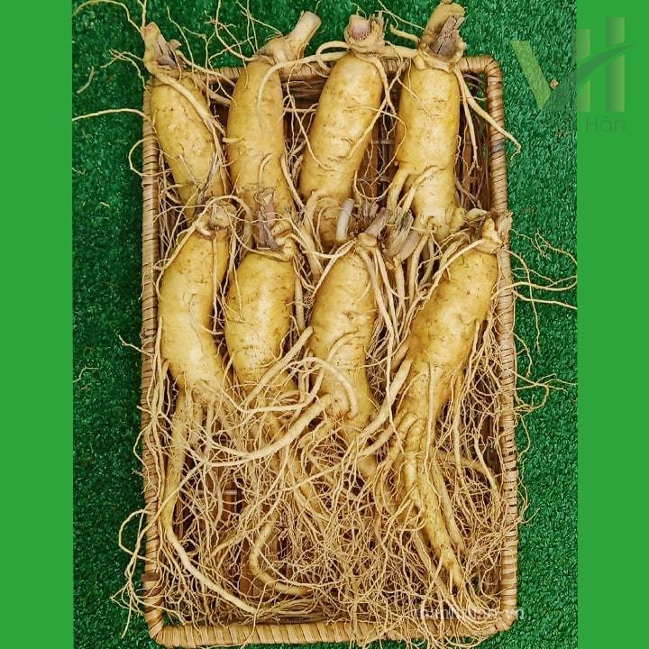 Sâm tươi Hàn Quốc 8 củ 1 kg – Sâm loại 1