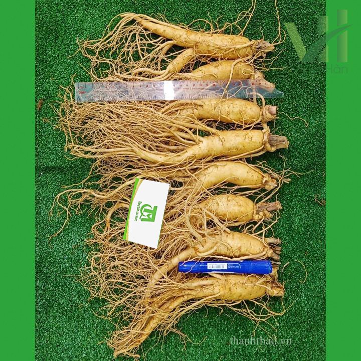 Sâm tươi Hàn Quốc 8 củ 1 kg – Sâm loại 1 4
