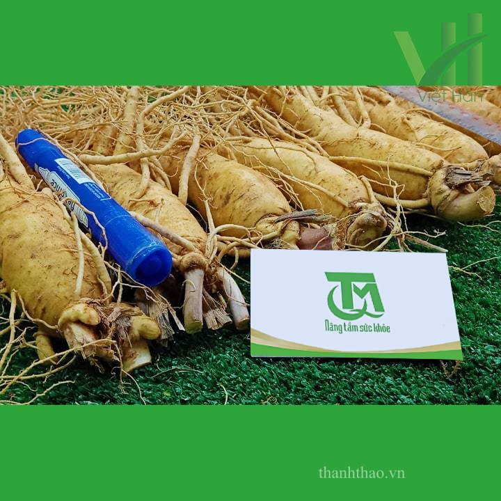 Sâm tươi Hàn Quốc 8 củ 1 kg – Sâm loại 1 8