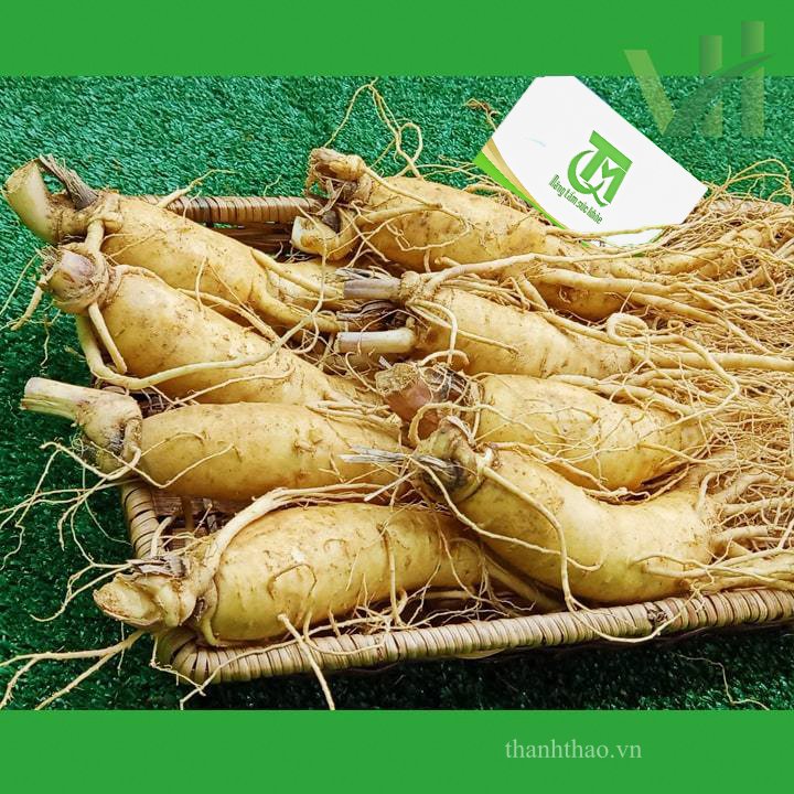 Sâm tươi Hàn Quốc 8 củ 1 kg – Sâm loại 1 2