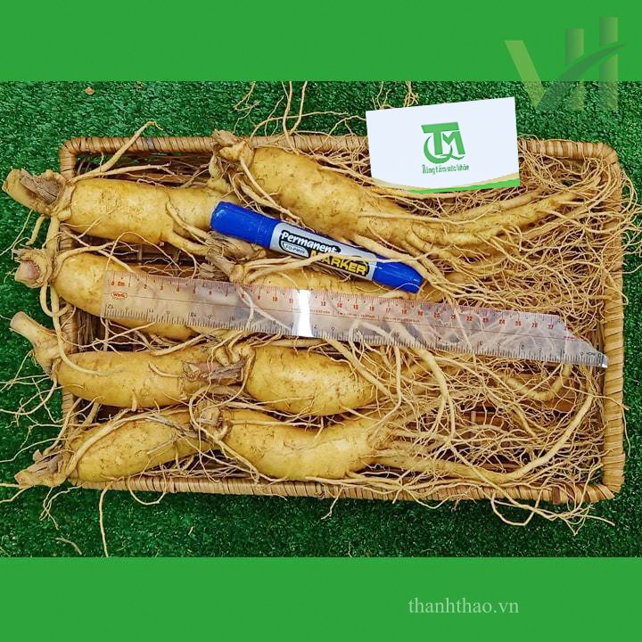 Sâm tươi Hàn Quốc 8 củ 1 kg – Sâm loại 1 9