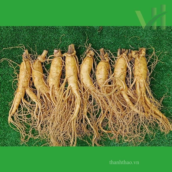 Sâm tươi Hàn Quốc 8 củ 1 kg – Sâm loại 1 3