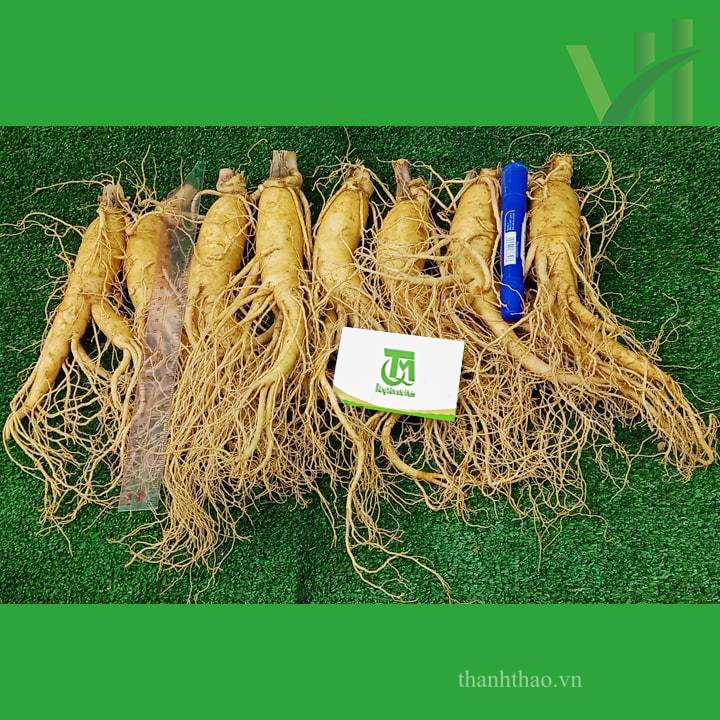 Sâm tươi Hàn Quốc 8 củ 1 kg – Sâm loại 1 5