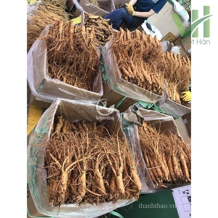 Sâm tươi Hàn Quốc 14 củ 700 gram loại 1 – Còn nguyên lớp đất 7