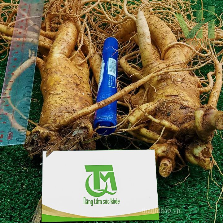 Sâm tươi Hàn Quốc 2 củ 700 gram loại 1 4