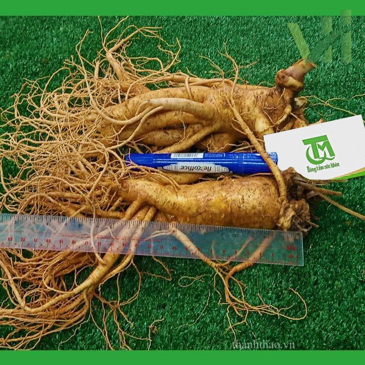 Sâm tươi Hàn Quốc 2 củ 700 gram loại 1 5