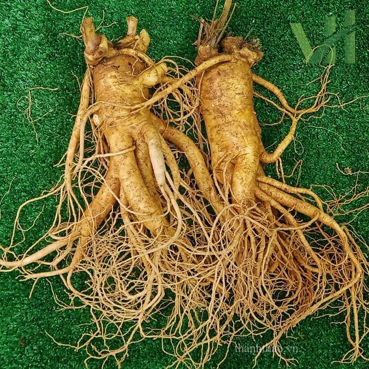 Sâm tươi Hàn Quốc 2 củ 700 gram loại 1