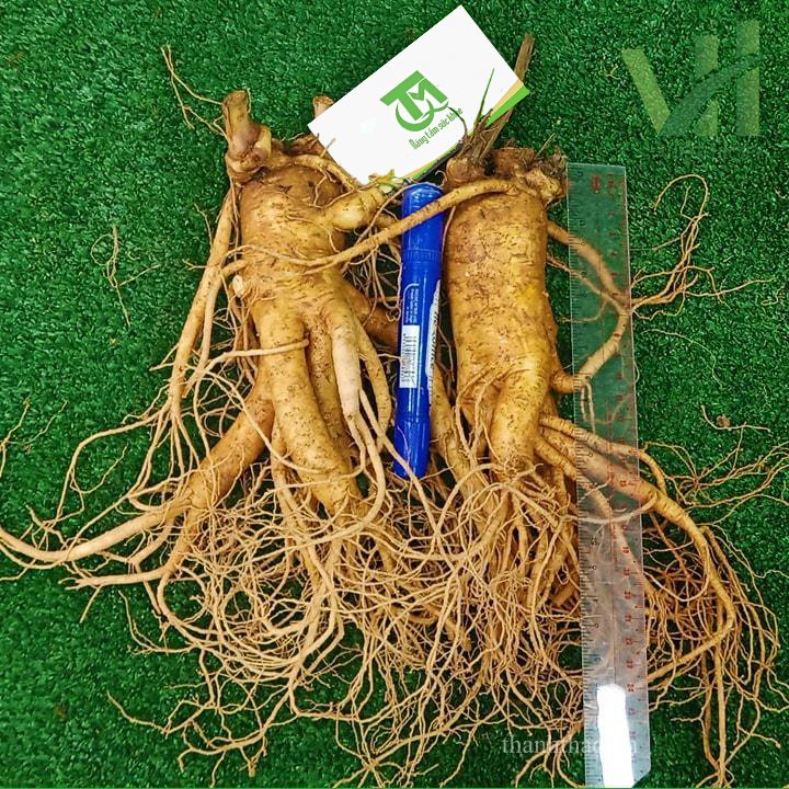 Sâm tươi Hàn Quốc 2 củ 700 gram loại 1 2