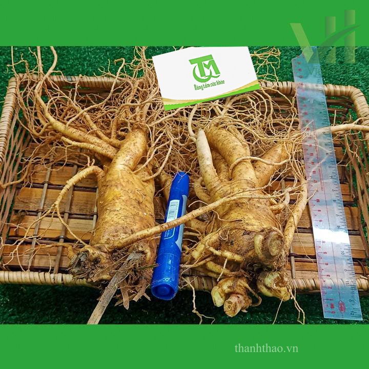Sâm tươi Hàn Quốc 2 củ 700 gram loại 1 7
