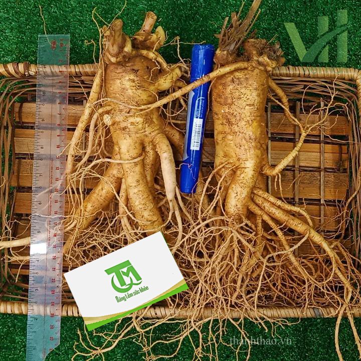 Sâm tươi Hàn Quốc 2 củ 700 gram loại 1 6
