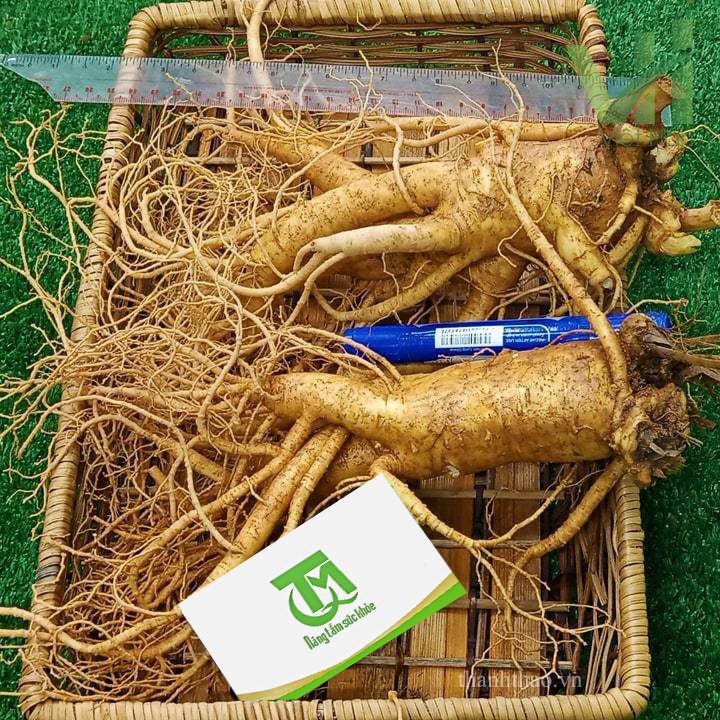 Sâm tươi Hàn Quốc 2 củ 700 gram loại 1 8