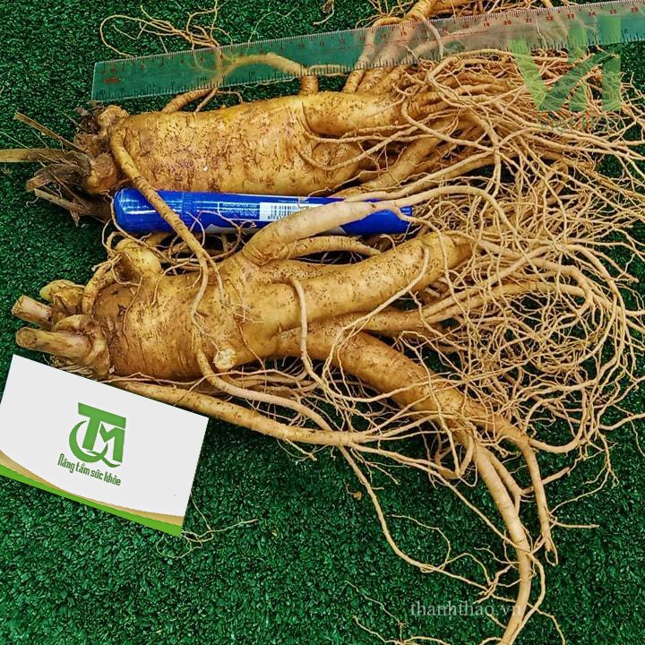 Sâm tươi Hàn Quốc 2 củ 700 gram loại 1 3
