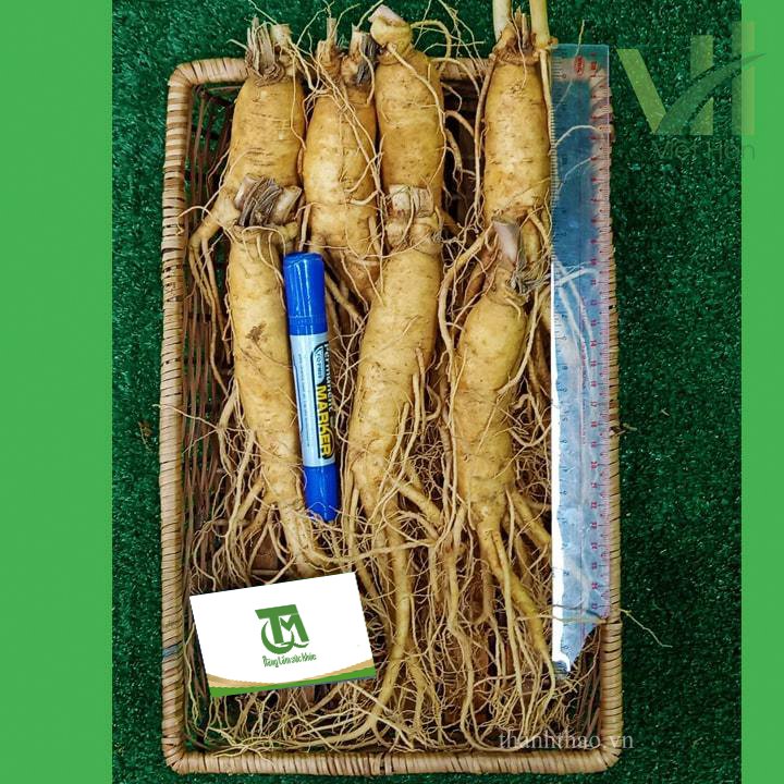 Sâm tươi Hàn Quốc 7 củ 700 gram – Sâm loại 1 5