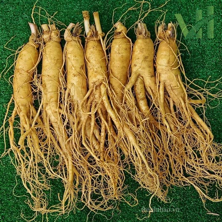 Sâm tươi Hàn Quốc 7 củ 700 gram – Sâm loại 1