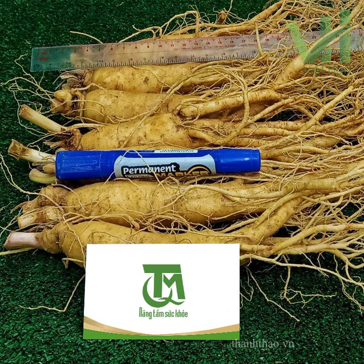 Sâm tươi Hàn Quốc 7 củ 700 gram – Sâm loại 1 3