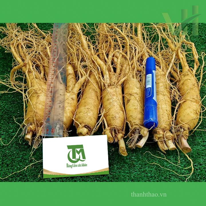 Sâm tươi Hàn Quốc 7 củ 700 gram – Sâm loại 1 4