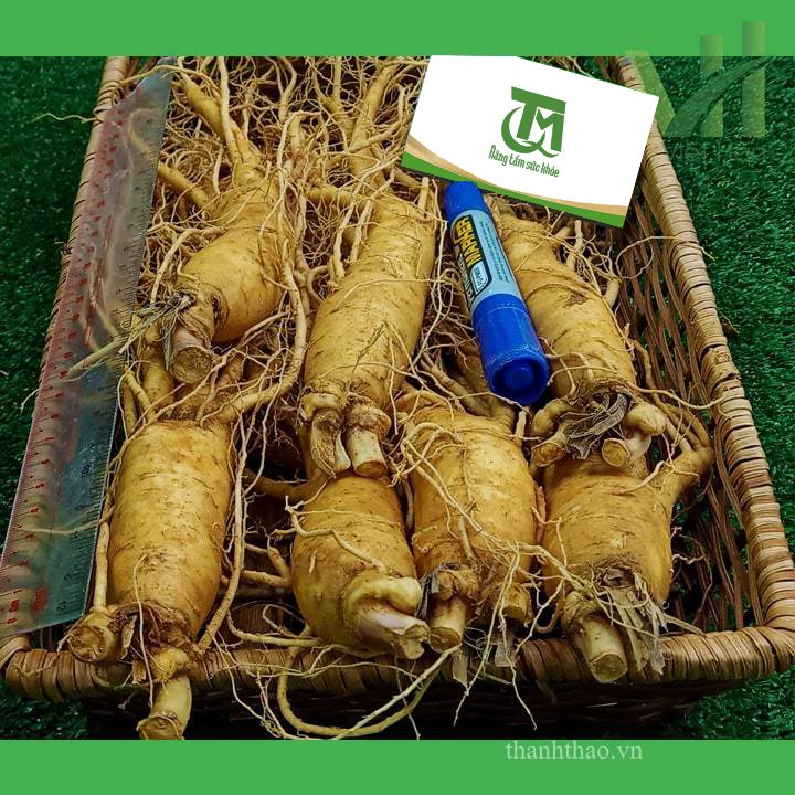 Sâm tươi Hàn Quốc 7 củ 700 gram – Sâm loại 1 7