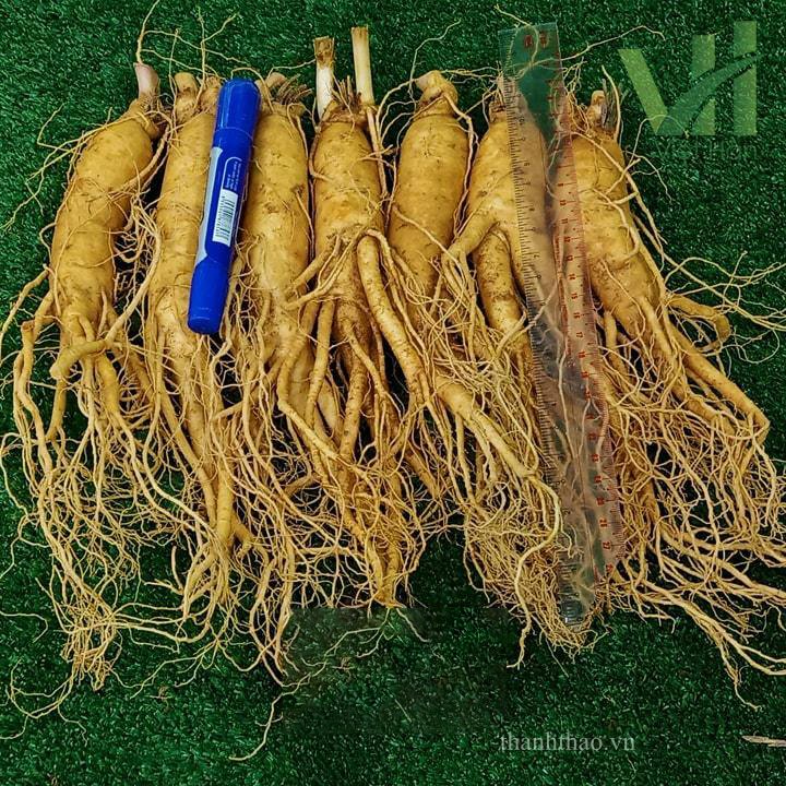 Sâm tươi Hàn Quốc 7 củ 700 gram – Sâm loại 1 2