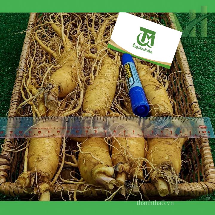 Sâm tươi Hàn Quốc 7 củ 700 gram – Sâm loại 1 8