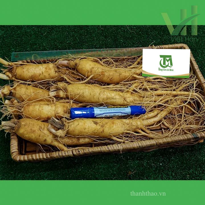Sâm tươi Hàn Quốc 7 củ 700 gram – Sâm loại 1 6