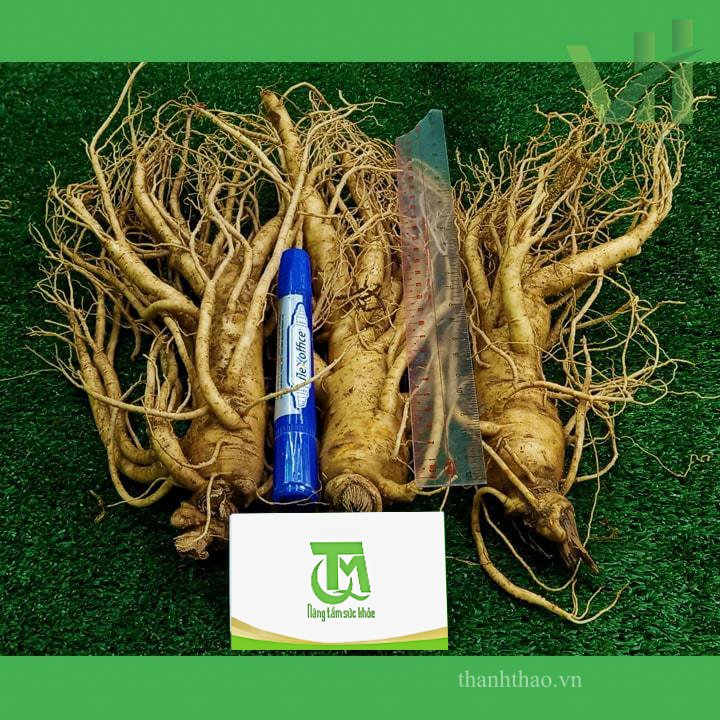 Sâm tươi Hàn Quốc 3 củ 700 gram – Sự lựa chọn phù hợp để làm rượu sâm 3