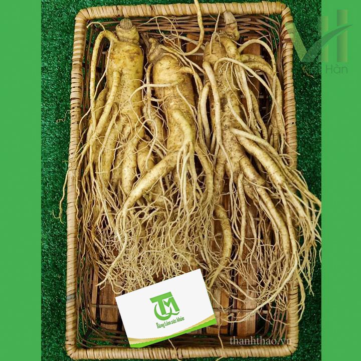 Sâm tươi Hàn Quốc 3 củ 700 gram – Sự lựa chọn phù hợp để làm rượu sâm 6