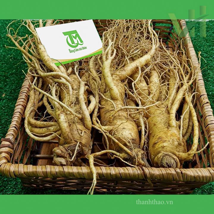 Sâm tươi Hàn Quốc 3 củ 700 gram – Sự lựa chọn phù hợp để làm rượu sâm 7