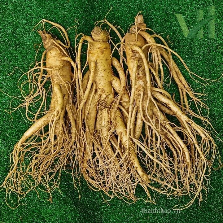 Sâm tươi Hàn Quốc 3 củ 700 gram – Sự lựa chọn phù hợp để làm rượu sâm