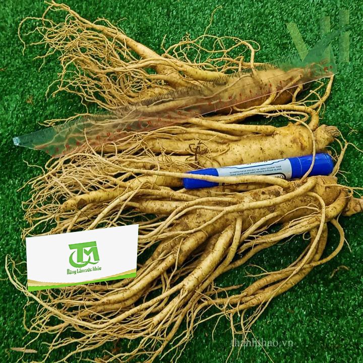 Sâm tươi Hàn Quốc 3 củ 700 gram – Sự lựa chọn phù hợp để làm rượu sâm 4