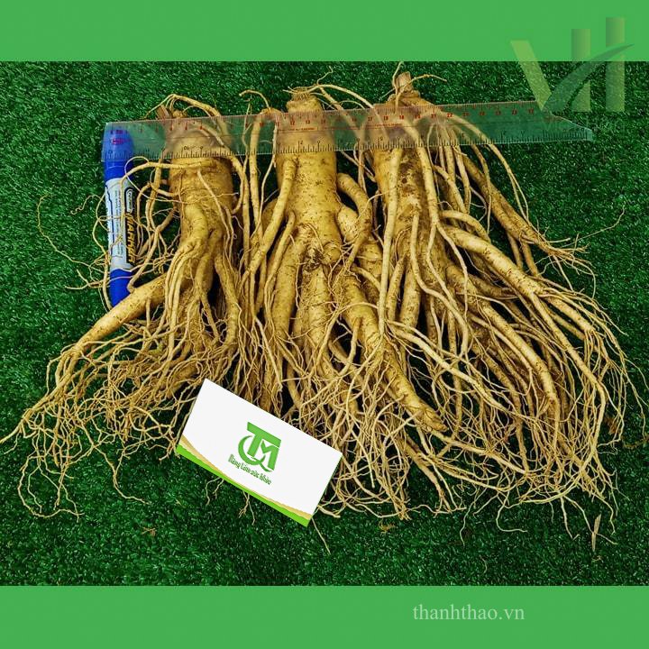 Sâm tươi Hàn Quốc 3 củ 700 gram – Sự lựa chọn phù hợp để làm rượu sâm 2