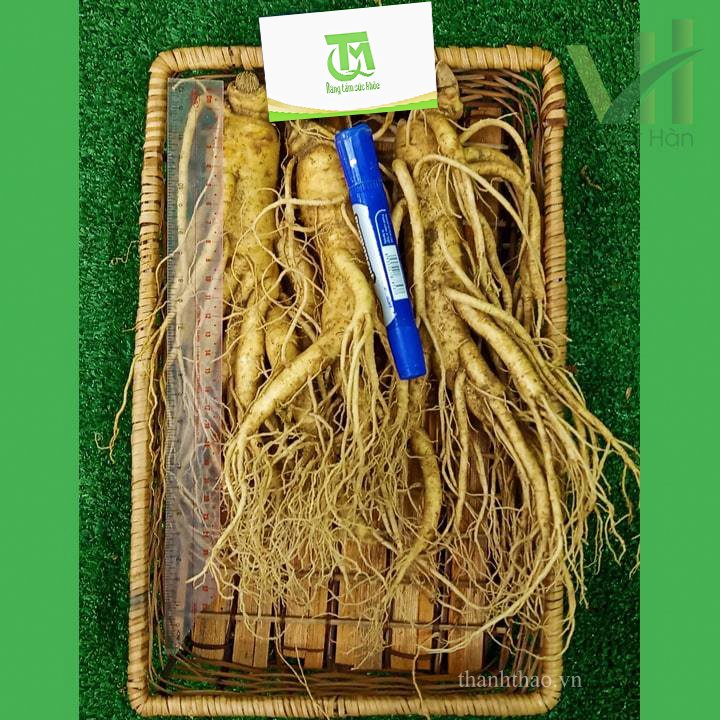 Sâm tươi Hàn Quốc 3 củ 700 gram – Sự lựa chọn phù hợp để làm rượu sâm 5