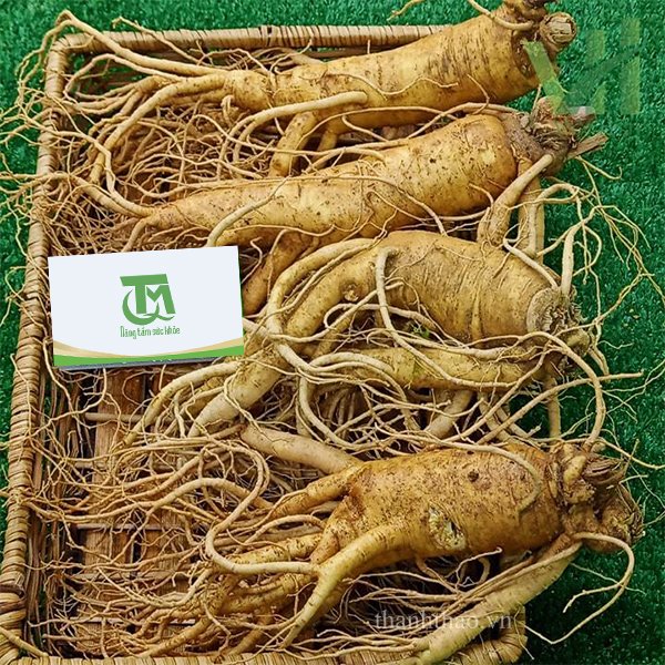 Sâm tươi Hàn Quốc 4 củ 700 gram – Nhập khẩu trực tiếp từ Hàn Quốc 9