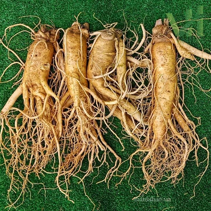 Sâm tươi Hàn Quốc 4 củ 700 gram – Nhập khẩu trực tiếp từ Hàn Quốc