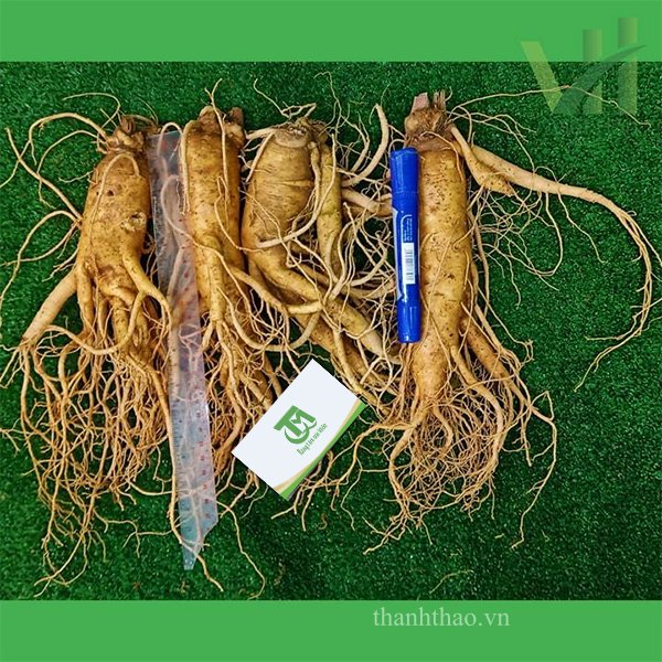 Sâm tươi Hàn Quốc 4 củ 700 gram – Nhập khẩu trực tiếp từ Hàn Quốc 2