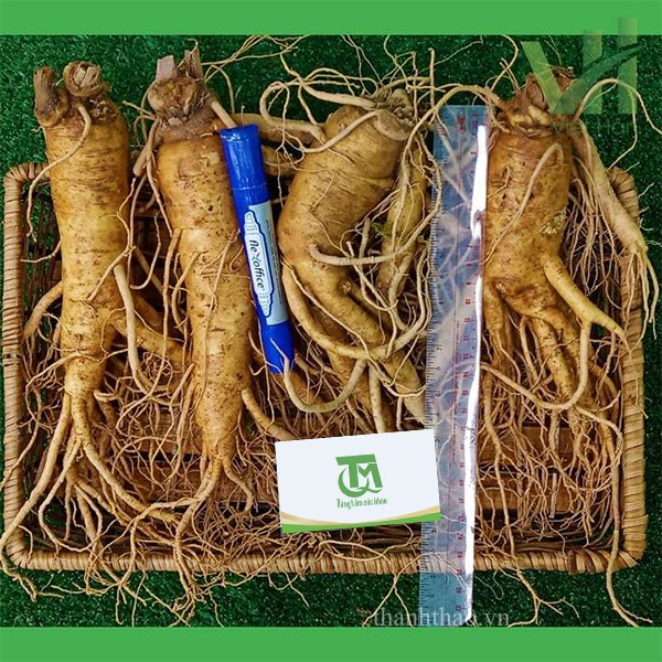 Sâm tươi Hàn Quốc 4 củ 700 gram – Nhập khẩu trực tiếp từ Hàn Quốc 5