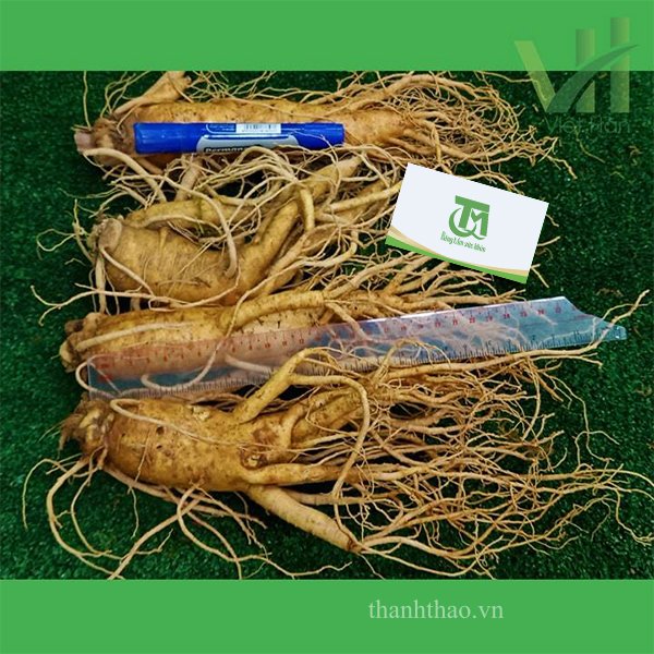 Sâm tươi Hàn Quốc 4 củ 700 gram – Nhập khẩu trực tiếp từ Hàn Quốc 3
