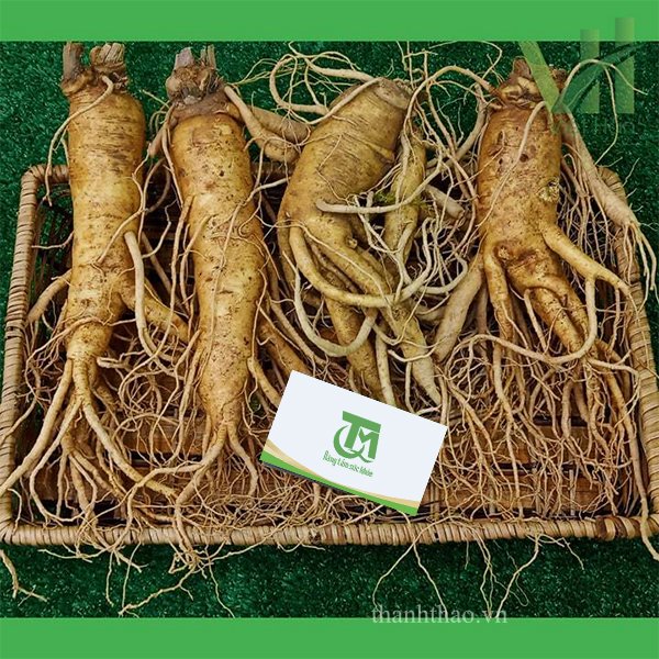 Sâm tươi Hàn Quốc 4 củ 700 gram – Nhập khẩu trực tiếp từ Hàn Quốc 6