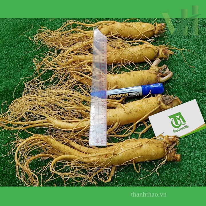 Sâm tươi Hàn Quốc 5 củ 700 gram – Loại 1 đều, đẹp 6