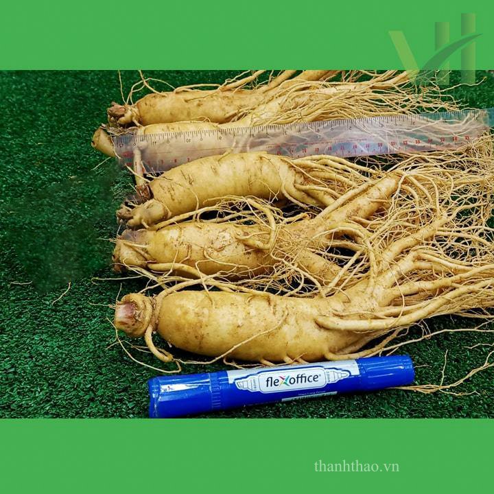 Sâm tươi Hàn Quốc 5 củ 700 gram – Loại 1 đều, đẹp 4