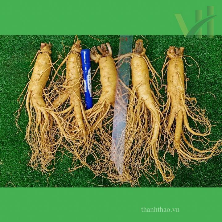 Sâm tươi Hàn Quốc 5 củ 700 gram – Loại 1 đều, đẹp 3