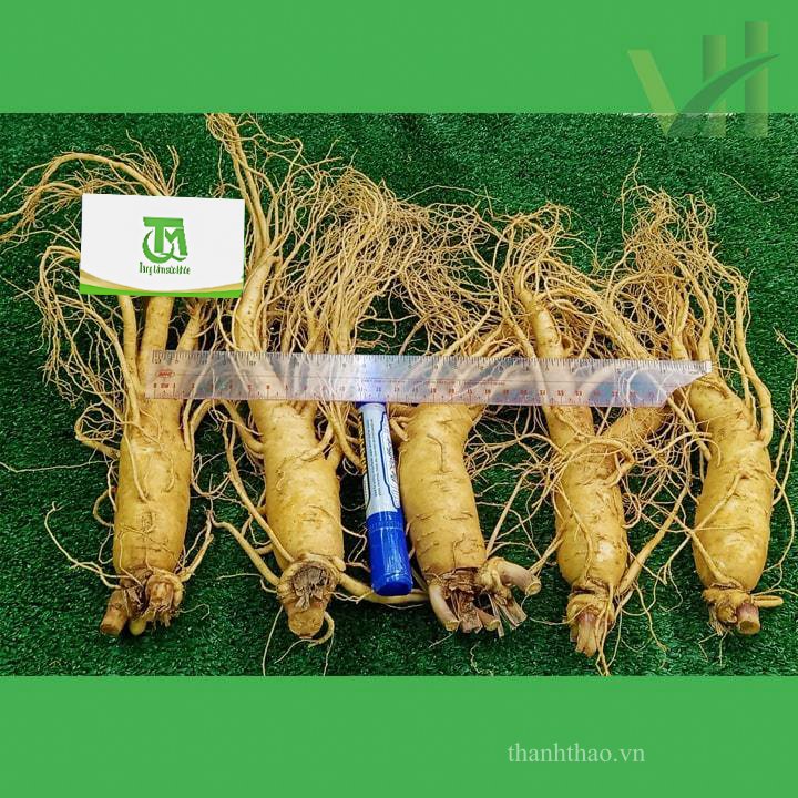 Sâm tươi Hàn Quốc 5 củ 700 gram – Loại 1 đều, đẹp 5