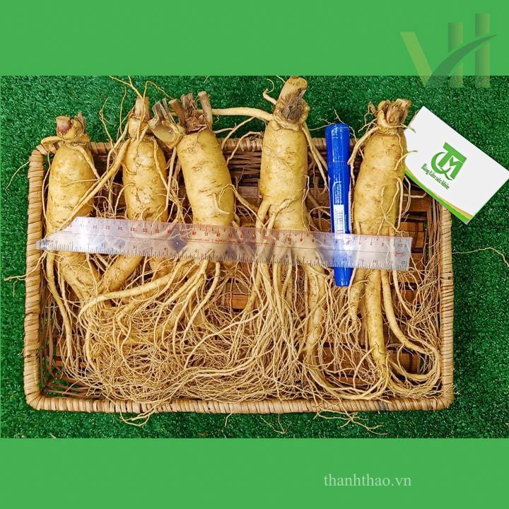 Sâm tươi Hàn Quốc 5 củ 700 gram – Loại 1 đều, đẹp 7
