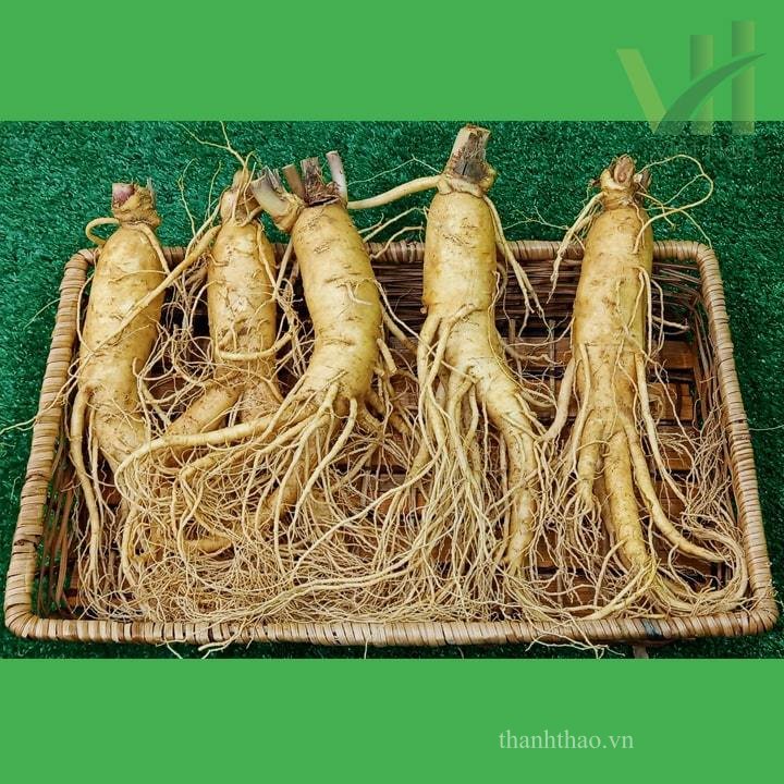 Sâm tươi Hàn Quốc 5 củ 700 gram – Loại 1 đều, đẹp 2