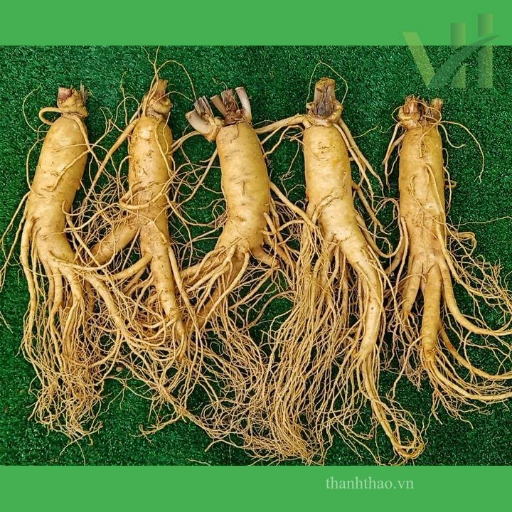 Sâm tươi Hàn Quốc 5 củ 700 gram – Loại 1 đều, đẹp